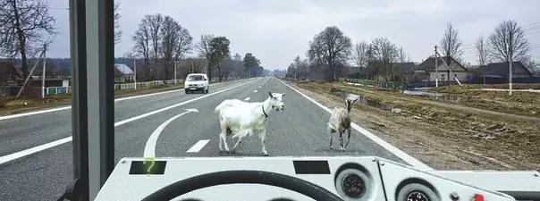 Билет №26, вопрос №7: Какие световые сигналы Вы обязаны подать в данной ситуации?