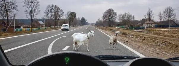 Билет №26, вопрос №7: Какие световые сигналы Вы обязаны подать в данной ситуации?